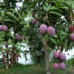 Tin CLB SLNA: SLNA có dám dấn thân khi gặp B.BD