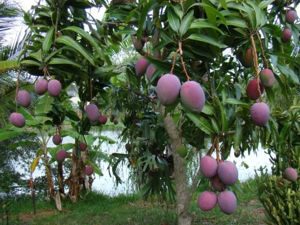 Mơ thấy cây xoài điềm báo tốt hay xấu?