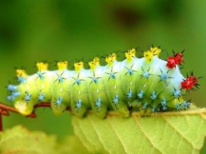 Giải mã ý nghĩa giấc mơ thấy con sâu đánh con gì?