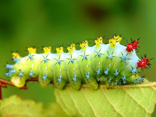 Mơ thấy con sâu điềm báo lành hay dữ?