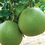 Tin CLB SLNA: SLNA có dám dấn thân khi gặp B.BD