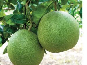 Nằm mơ thấy quả bưởi đánh con gì, có điềm báo gì