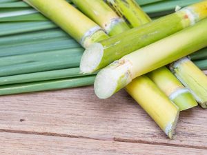 Tổng hợp ý nghĩa giấc mơ thấy cây mía đánh con gì?
