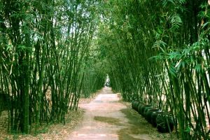 Nằm mơ thấy cây tre đánh con gì? Điềm báo giấc mơ