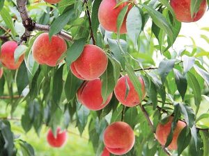 Nằm mơ thấy quả đào đánh con gì? Ý nghĩa giấc mơ