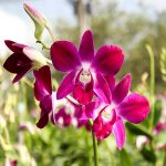Tin CLB SLNA: SLNA có dám dấn thân khi gặp B.BD