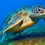 Tin CLB SLNA: SLNA có dám dấn thân khi gặp B.BD