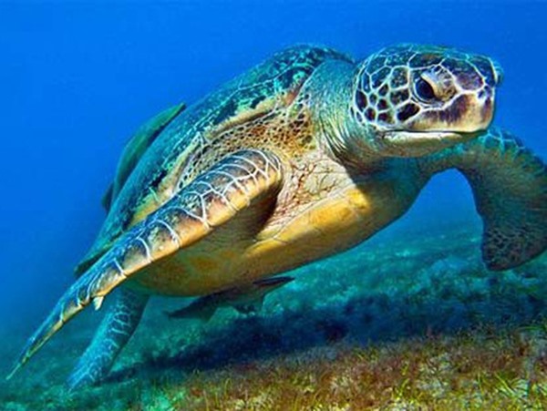 Mơ thấy rùa xanh là điềm gì? Lựa chọn cặp số thần tài nào?