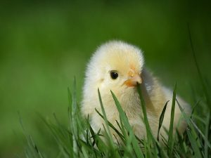 Giải mã giấc mơ thấy gà con báo hiệu điềm gì, đánh con gì?