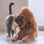 Tin CLB SLNA: SLNA có dám dấn thân khi gặp B.BD