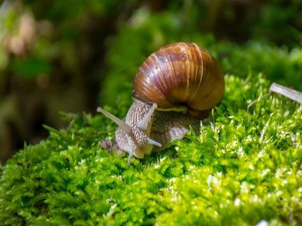 Chiêm bao thấy con ốc số mấy? Mang ý nghĩa gì?