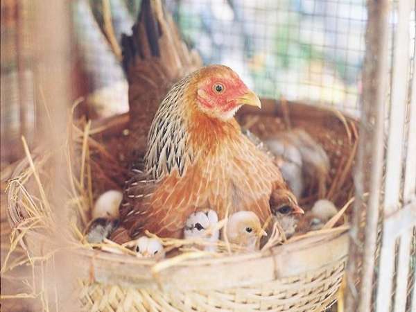 Nằm mơ thấy gà mái đánh số mấy? là điềm báo gì?