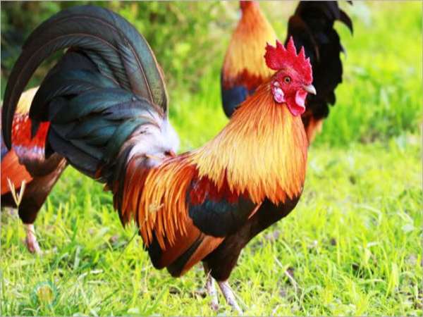Mơ thấy gà trống đánh con gì? là điềm hên hay xui?