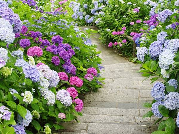 Mơ thấy hoa cẩm tú cầu đánh ngay số mấy lộc lá?