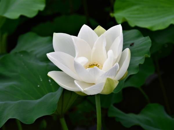 Mơ thấy hoa sen đánh con gì dễ thắng? là điềm gì?