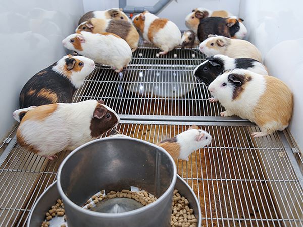 Mơ thấy đàn chuột đánh số mấy? Giấc mơ ẩn chứa điều gì?