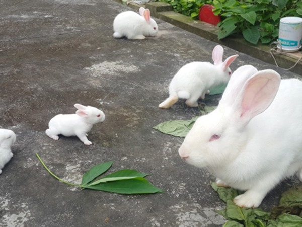 Mơ thấy thỏ con số mấy lộc lá, ẩn chứa bí mật gì?